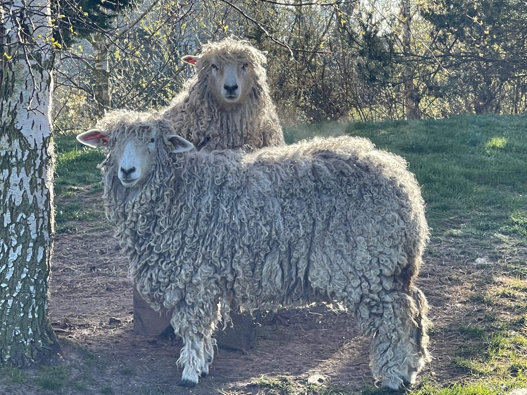 Lincoln Longwool sheep at White House Farm