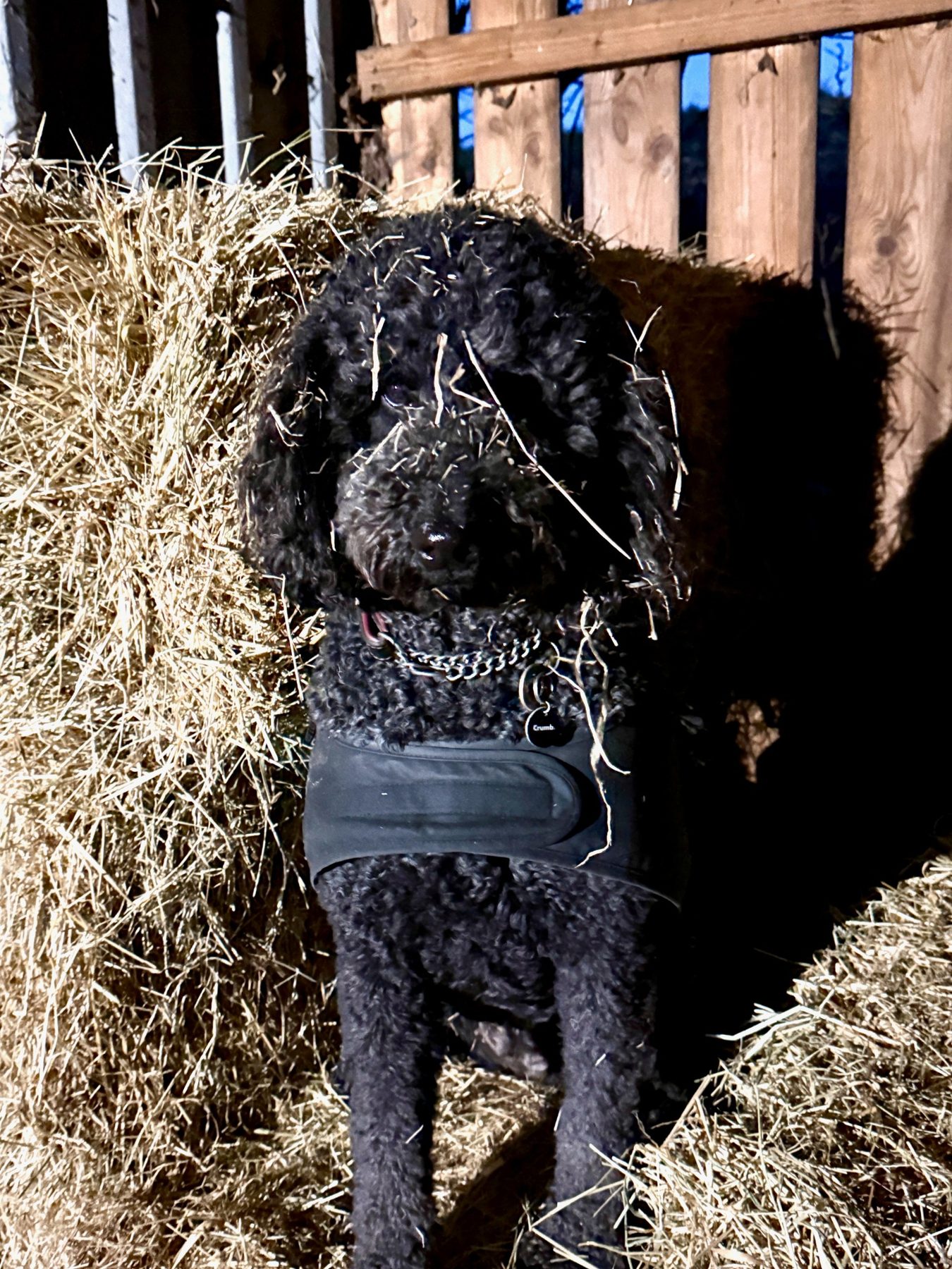 Tess the dog at White House Farm